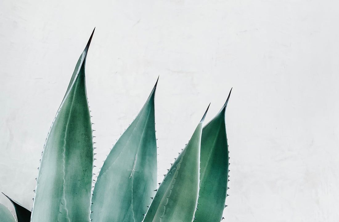 Aloe Vera: Treasure of the Desert
