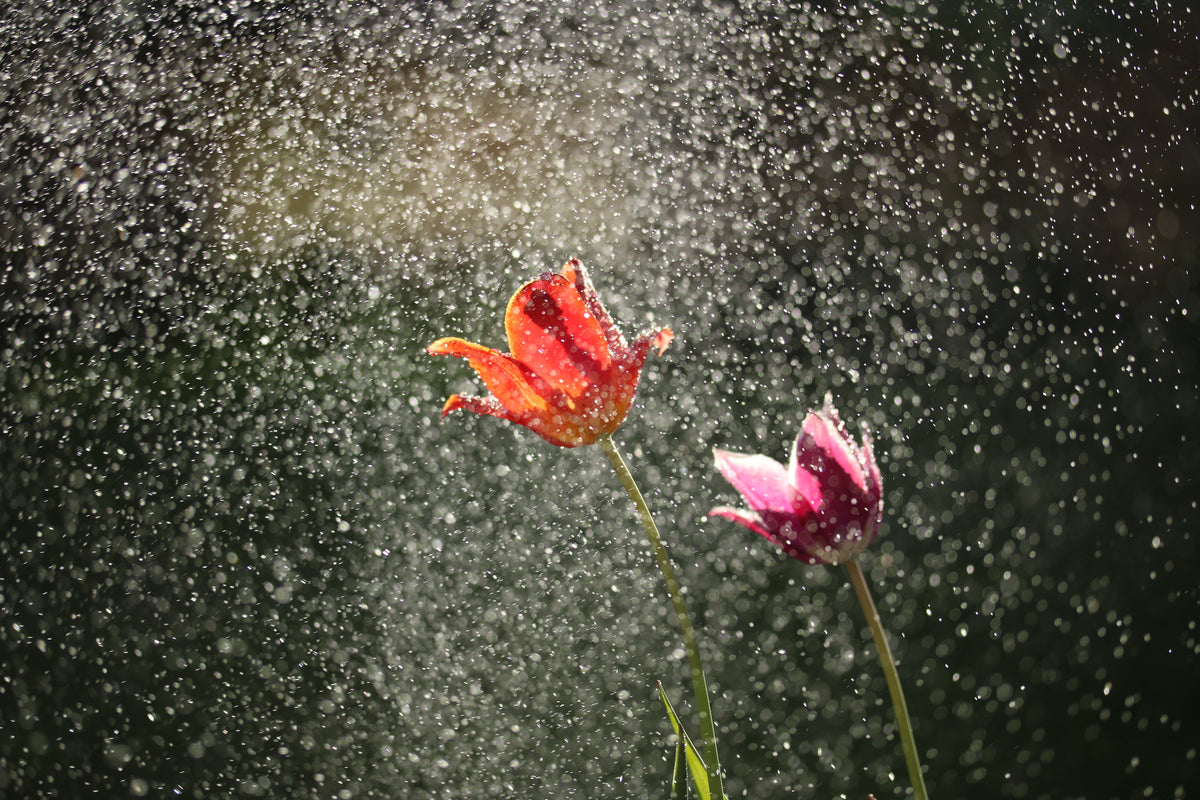 Cleansing: Mother Nature knows a better way